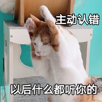 萌宠 喵星人 主动认错 道歉 原谅我 双手抱头