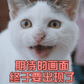 猫 萌宠 喵星人 期待的画面终于要出现了 soogif soogif出品