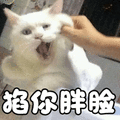 猫 萌宠 喵星人 猫咪 掐你胖脸 soogif soogif出品