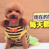 萌宠 泰迪 吐舌头