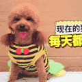 萌宠 泰迪 吐舌头