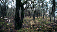 树 trees nature 秋天