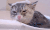 猫 放松 眨眼 不要嘛