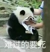 熊猫 国宝 难过的要死 捂着脸