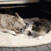 搞笑 恶搞 戴眼镜 猫咪