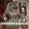 萌宠 猫星人 我看你是想和我比划比划 生气 呆萌 可爱