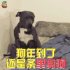 狗年 新年 汪星人 单身狗 soogif soogif出品