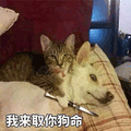 猫 狗 狗命