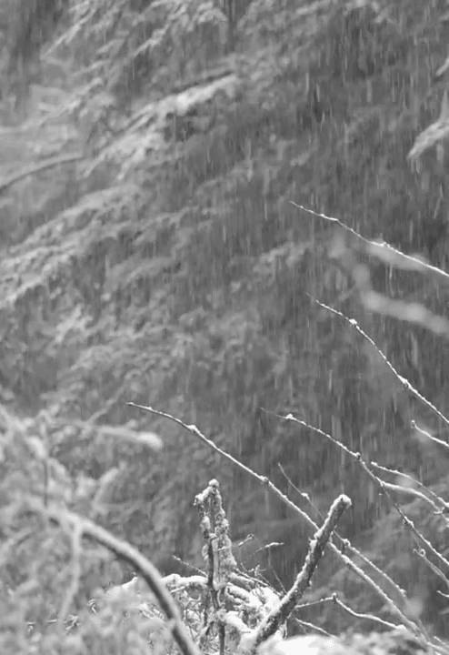 大雪 树林 自然 宁静 寒冷 snow nature 倒春寒