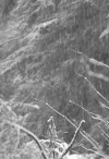 大雪 树林 自然 宁静 寒冷 snow nature 倒春寒