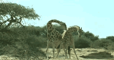 长颈鹿 打架 萌 可爱