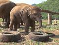 宝贝 大象 分享 轮胎