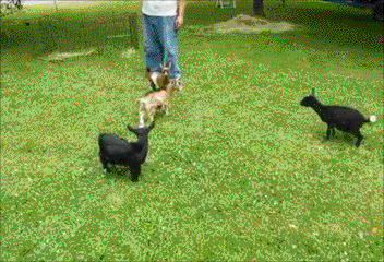 山羊 跳跃 绿草地 踹倒