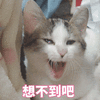 想不到吧 猫 搞怪 可爱 呆萌