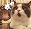 猫咪 惊呆 趴着 瞪眼