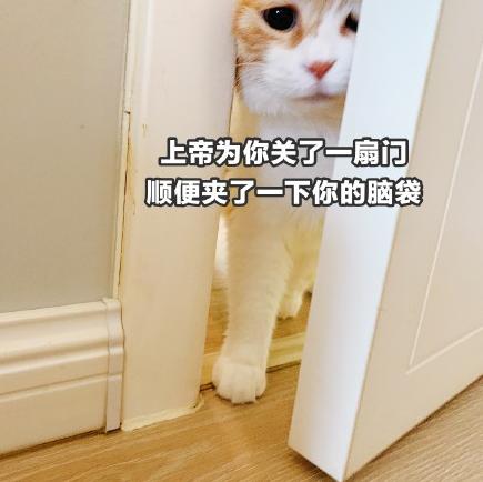 猫咪 喵星人 文字表情包 沙雕 魔性