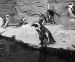 企鹅 动物 搞笑 滑到 落水