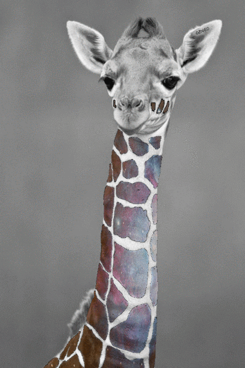 长颈鹿 炫彩 冷漠 搞笑 giraffe