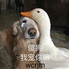 萌宠 狗 汪星人 傻狗 我宠你 伤心