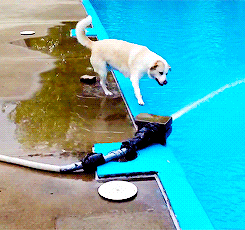 狗狗 泳池 掉下水 游泳