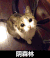 阴森林 猫咪 仰望 可爱 呆萌