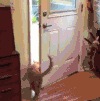 猫咪 可爱 萌宠 开门 狗狗 进屋