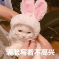 猫咪 兔耳朵 无奈 满脸写着不高兴