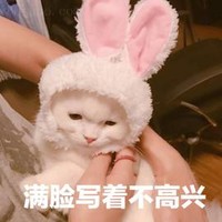 猫咪 兔耳朵 无奈 满脸写着不高兴