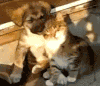 狗狗 猫咪 依偎 萌萌哒