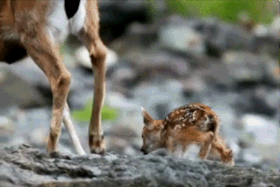 鹿 deer 亲吻 可爱 母爱 温馨