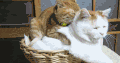 猫 喵星人 宠物 萌 可爱