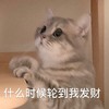 萌宠 猫星人 什么时候轮到我发财 羡慕 呆萌 可爱