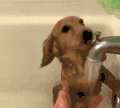 狗狗  洗澡澡   可爱   喝水   讲卫生