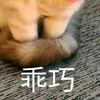 萌宠 猫星人 乖巧 可爱 呆萌 逗