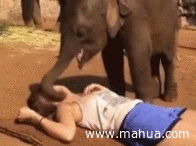 大象 接吻 人工呼吸 搞笑