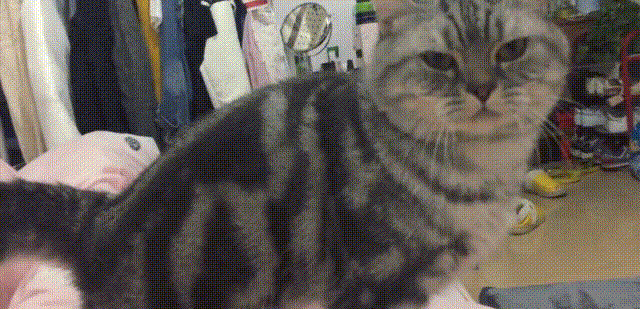 喵星人 猫咪 搞笑 可爱