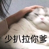 萌宠 猫星人 少扒拉你爹 生气 呆萌 可爱