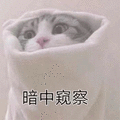 猫 暗中窥察