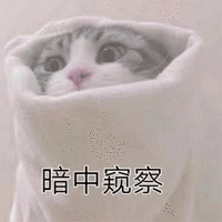 猫 暗中窥察 可爱 呆萌