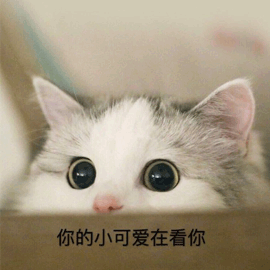 小可爱 猫 看你