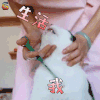 萌宠 猫 生活 我 拒绝 soogif soogif出品