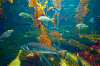 珊瑚  水族馆  礁石  鱼