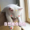 萌宠 喵星人 我想被你抱抱 我要抱抱 憨憨 可爱