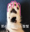 萌宠 猫星人 那40块也可以 猫爪 呆萌 可爱