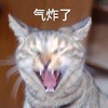 萌宠 猫星人 气炸了 生气 呆萌 可爱