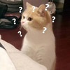 萌宠 猫星人 满脸问号 ？？ 呆萌 搞怪