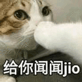 闻闻 jio 猫