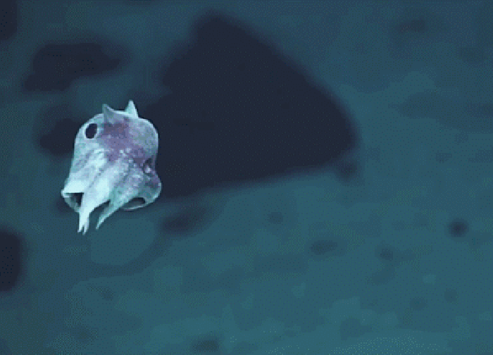 章鱼 游动 唯美 深海