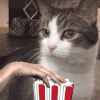 猫星人 爆米花 高傲 不理你