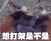小熊猫 打架 想打架是不是 生气